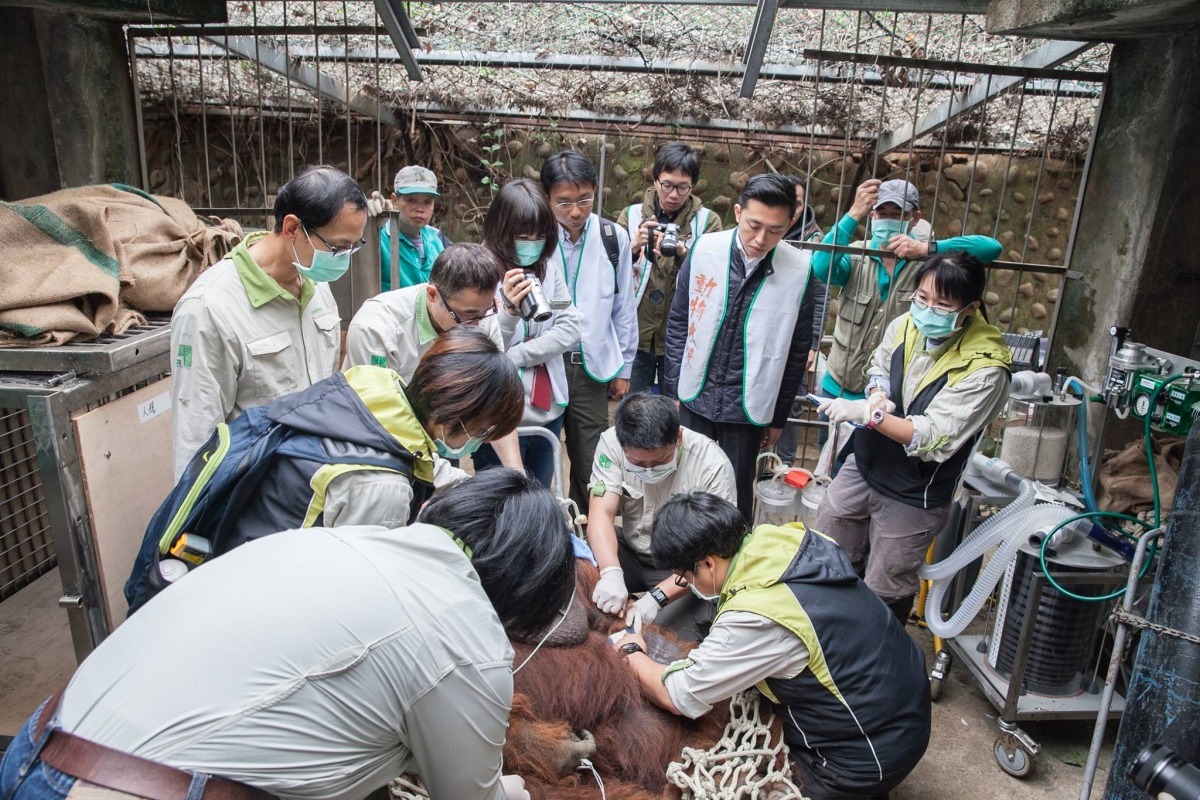獸醫師與保育員協助保定動物，以利後續運送。　新竹動物園/提供