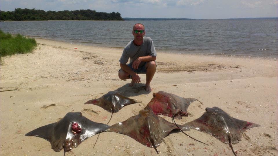 美國每年夏秋之際，會有大量的牛鼻魟遷徙至海灣內生產，不過當地卻有獵殺競賽。　取自Patuxent River Battle of the Rays