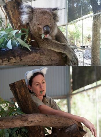 「我吃的這什麼草？為什麼讓我昏昏欲睡zzZZZ」　取自Peel Zoo FB