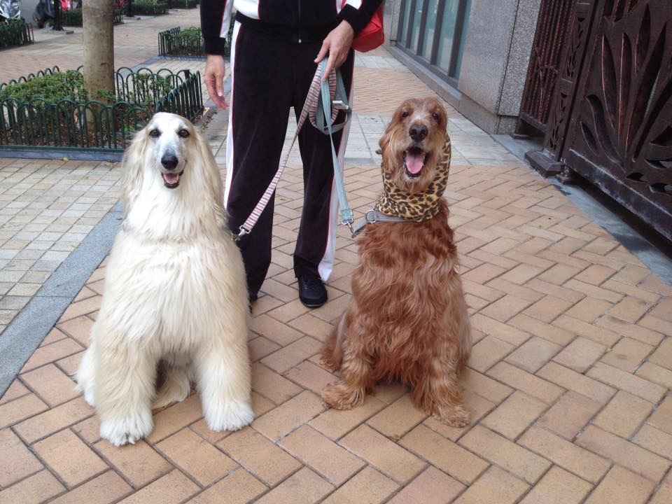 體型都相當大的阿富汗犬馬妞(左)和雪達犬馬克(右)，一天光是要帶他們散步、大小便，就要出門6次！因為馬克耳朵不好，加上耳朵毛長外出低頭嗅聞地面時常常會沾附許多樹葉等等，所以會有圍巾造型！　取自我是馬克我是馬妞大家好
