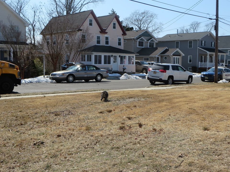 重獲自由的浣熊頭也不回的跑走。 取自Tuckerton Fire Department