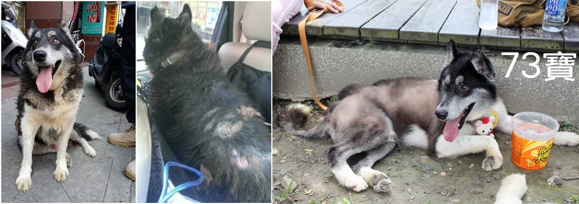 （左一、二）取自翻滾吧狗骨頭社團、（右圖）何宜/攝
