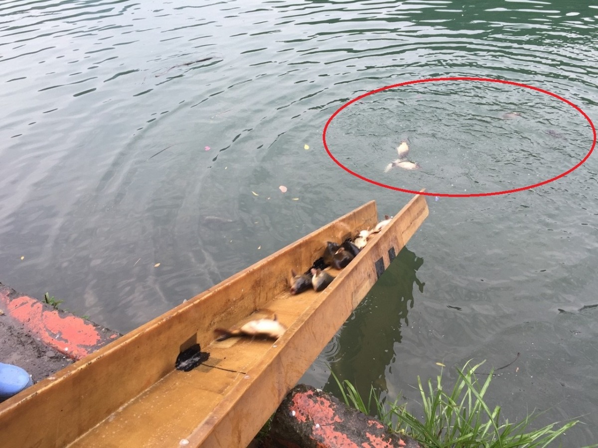宗教團體以滑梯將鯉魚「放生」至水裡,過程中造成大量鯉魚翻肚死亡。 新北動保處/提供