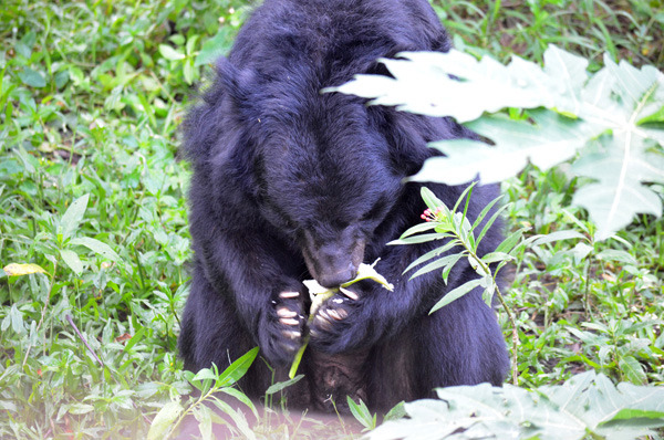 「好珍貴的茭白筍….我要一口一口慢慢吃…….」　台北動物園/提供
