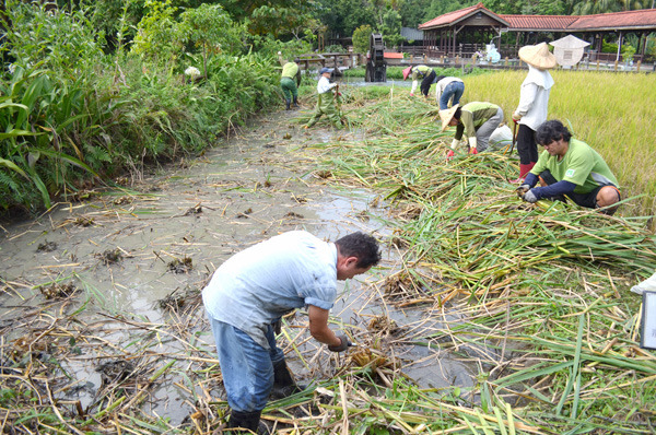有美人腿號稱的茭白筍11日進行採收，已經讓動物飽餐一頓囉！　台北動物園/提供