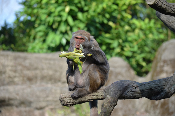 「給我美人腿～其餘免談（啃啃啃）」　台北動物園/提供