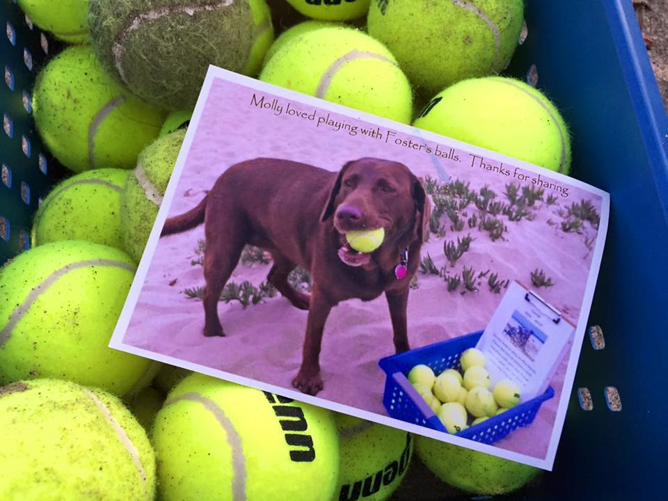 亨布里夫婦時常會收到一些感人的回覆，照片裡的這隻狗名叫Molly，牠的主人寫說Molly很喜歡森林的球，謝謝森林的分享。　取自Run, Forrest, Run