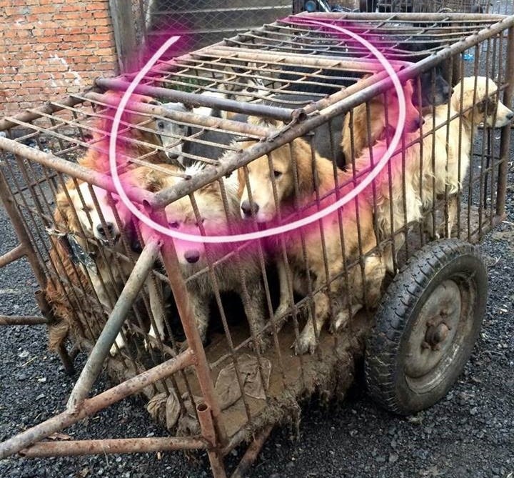 許多寵物狗會被偷來當作肉狗，而灰灰跟同伴在最後一刻被動保人士救援，身為裡頭唯一一隻靈提，灰灰獲得芝加哥的動保團體關注，即將飛到美國重生。　取自Hui Hui臉書