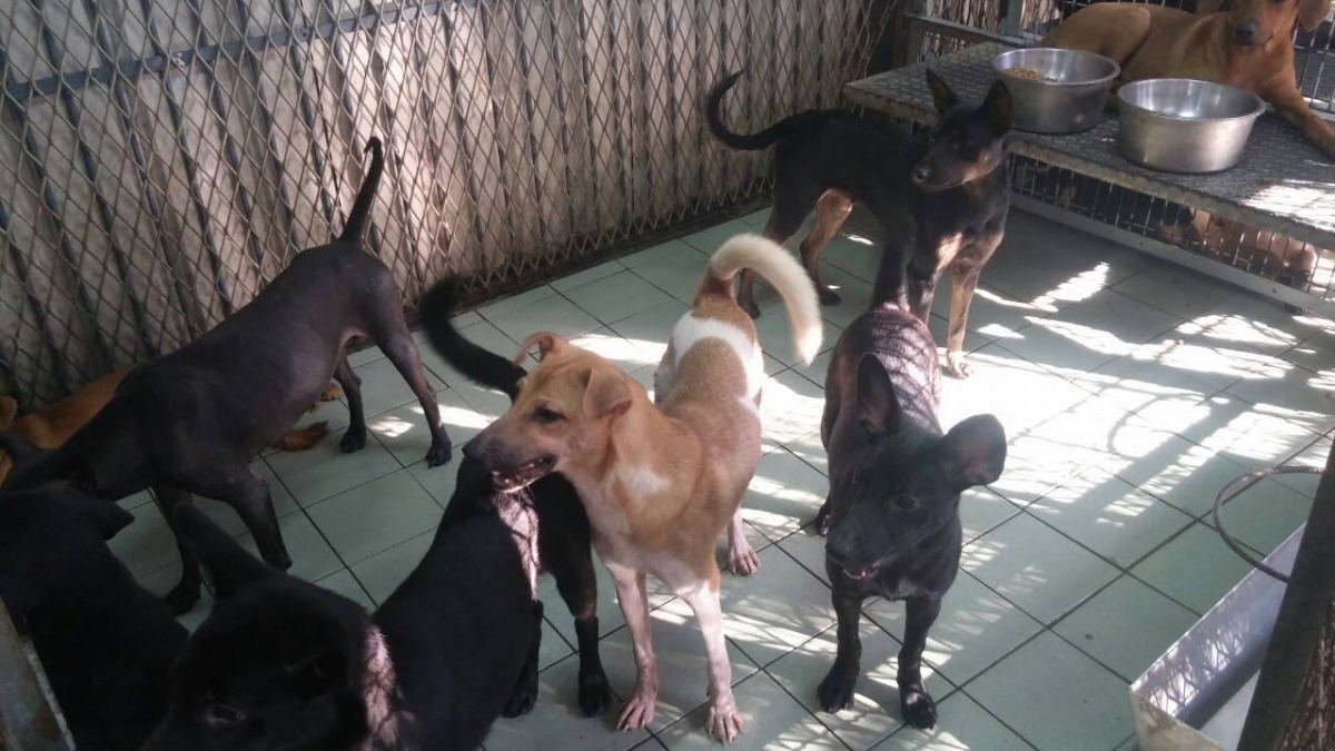 今年上半年與去年同期相比,收容的流浪動物數量無明顯降低。 取自嘉義市動物守護協會-apacc粉絲專頁