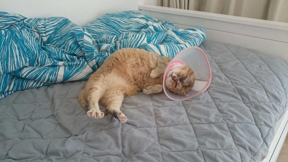 維妮在照顧及陪伴下病情逐漸受控制，無奈今年年初卻急轉直下，日前不幸過世。   取自維尼娘娘臉書