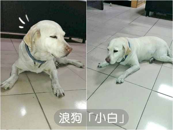 大年初二流浪到桃園大樹派出所的拉布拉多「小白」,原本今天將被高雄網友認養,沒想到原飼主竟在昨天出現! 黃仲玟/提供
