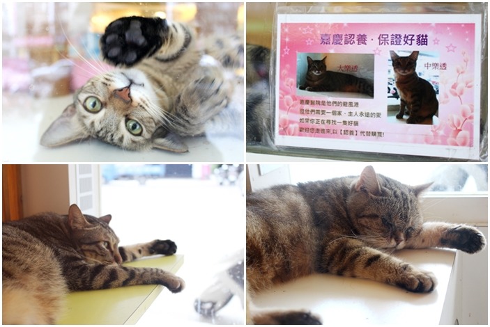 嘉慶動物醫院宣導以領養代替購買，希望有人能將送養的貓咪帶回家好好疼愛。　何宜/攝
