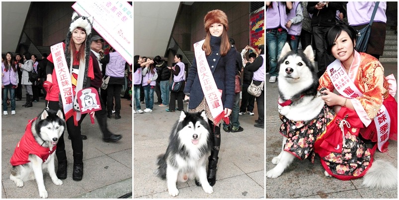 仔細看每隻哈士奇都長得各有特色喔! 取自狼族盟約 哈士奇俱樂部粉絲團