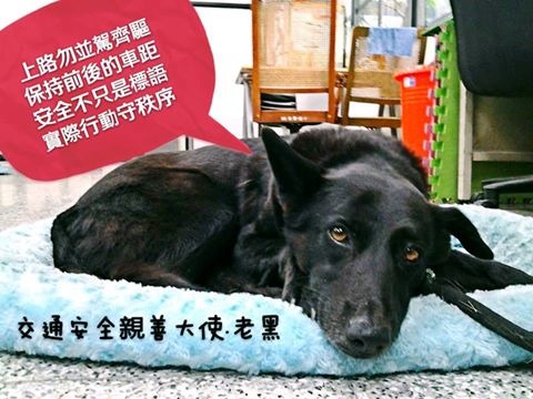 老黑前年不小心被車壓傷腳，學校突發奇想讓牠擔任交通安全宣導大使，每天宣導交通安全的重要性！　取自左營國中交通安全你我他