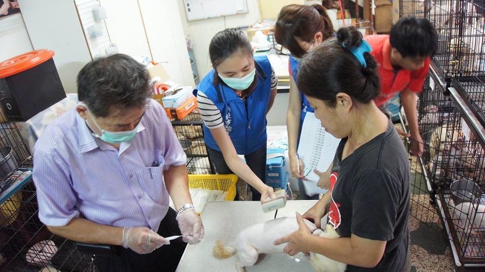 新北市動保處10月1日協助替80隻健康犬隻施打晶片及疫苗。　取自照生會臉書