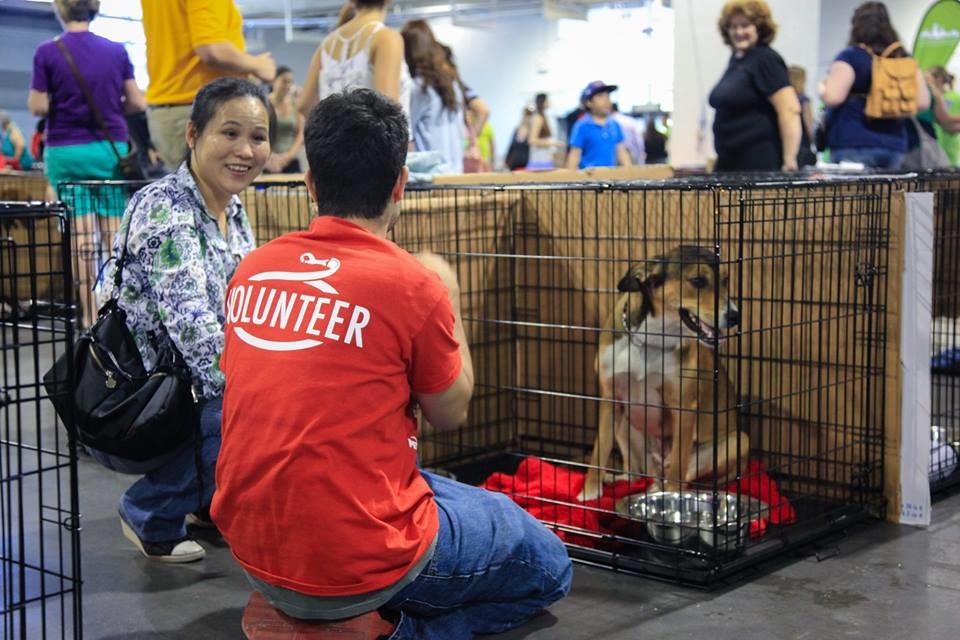 活動第一天還沒開始就有約500為民眾在外排隊。 取自Toronto Humane Society