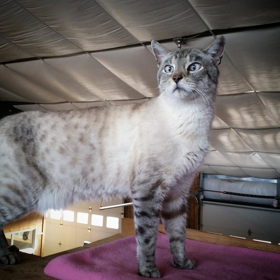 安德烈手長腳長，是重量級的巨貓！　取自Andre the Giant Cat臉書