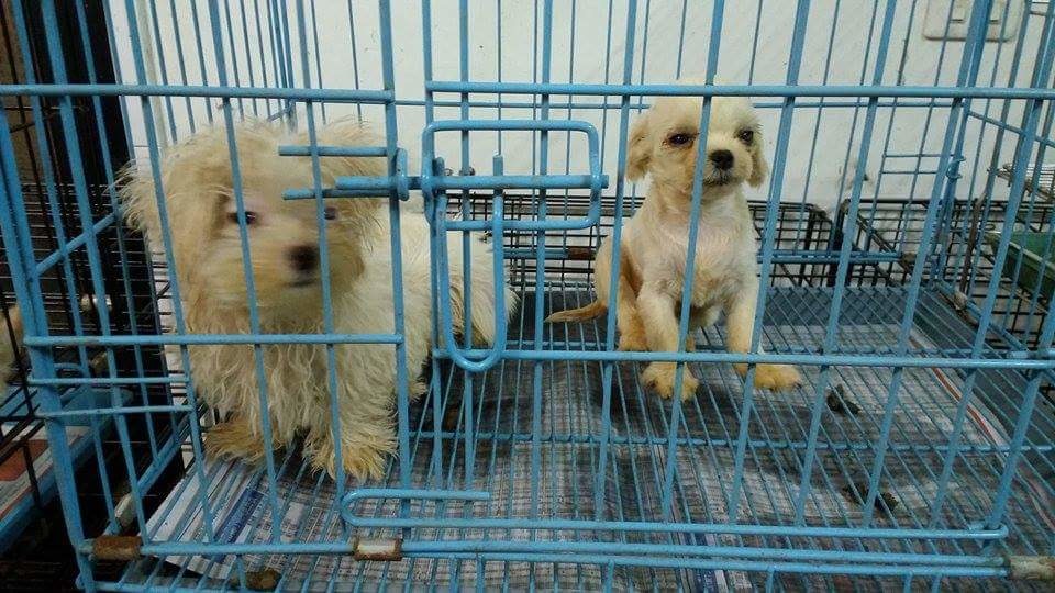 夭折率極高、需要有經驗的人照顧的幼犬已經交由愛心中途與動保團體帶回。　　取自照生會臉書