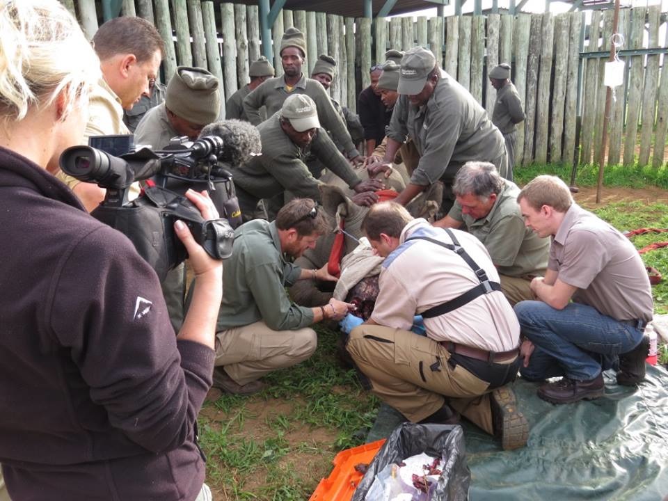 南非拯救倖存犀牛的組織日前救援一隻傷勢嚴重的犀牛，目前復原情況良好。　取自Saving The Survivors FB