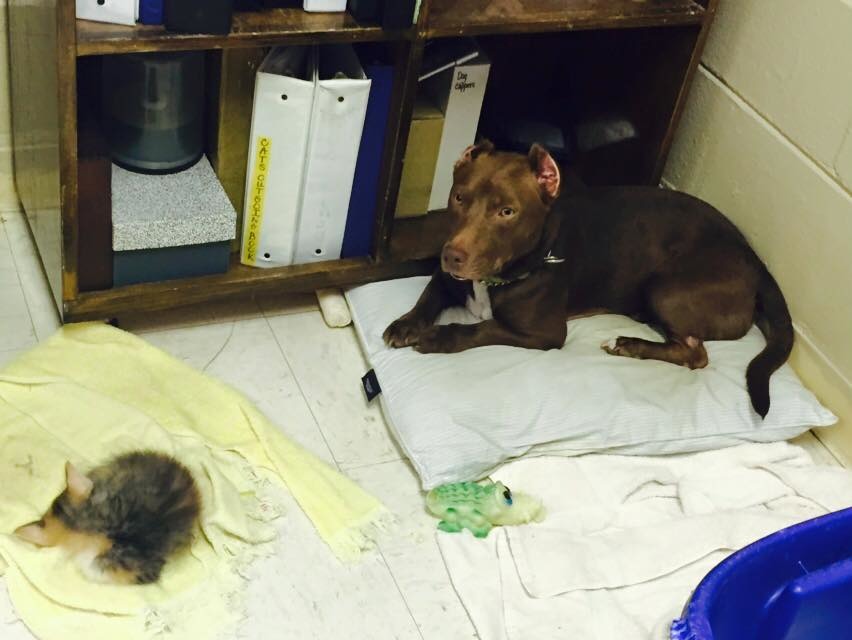 雷米目前是盡責的收容所大使，甚至將自己心愛的毯子分給剛進來的小貓咪，雷米是不是很有度量呢！　取自Rami臉書