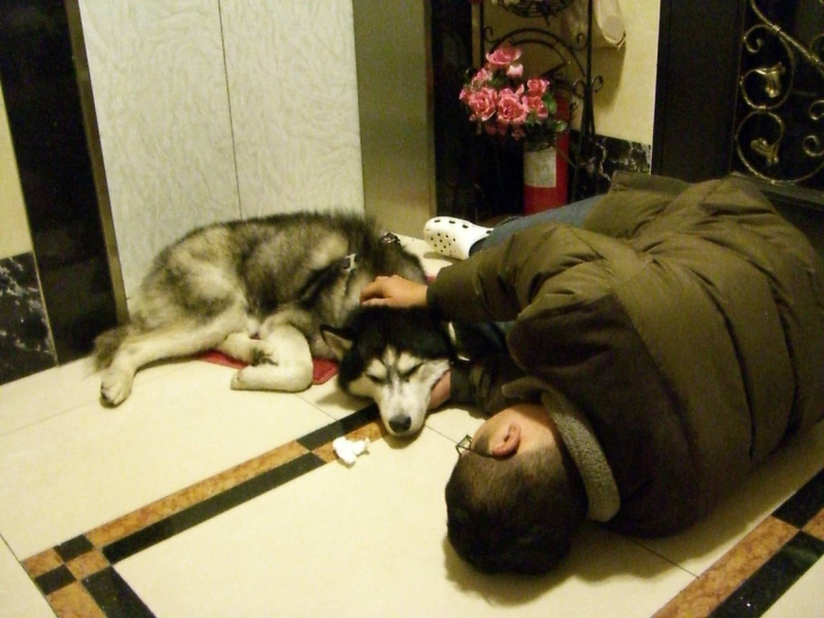 大樂被爸爸阻擋進門,弟弟特意躺到門口陪大樂席地而睡。剛被接回來的大樂只有26公斤,現在則回到正常體重32公斤左右! Coral/提供