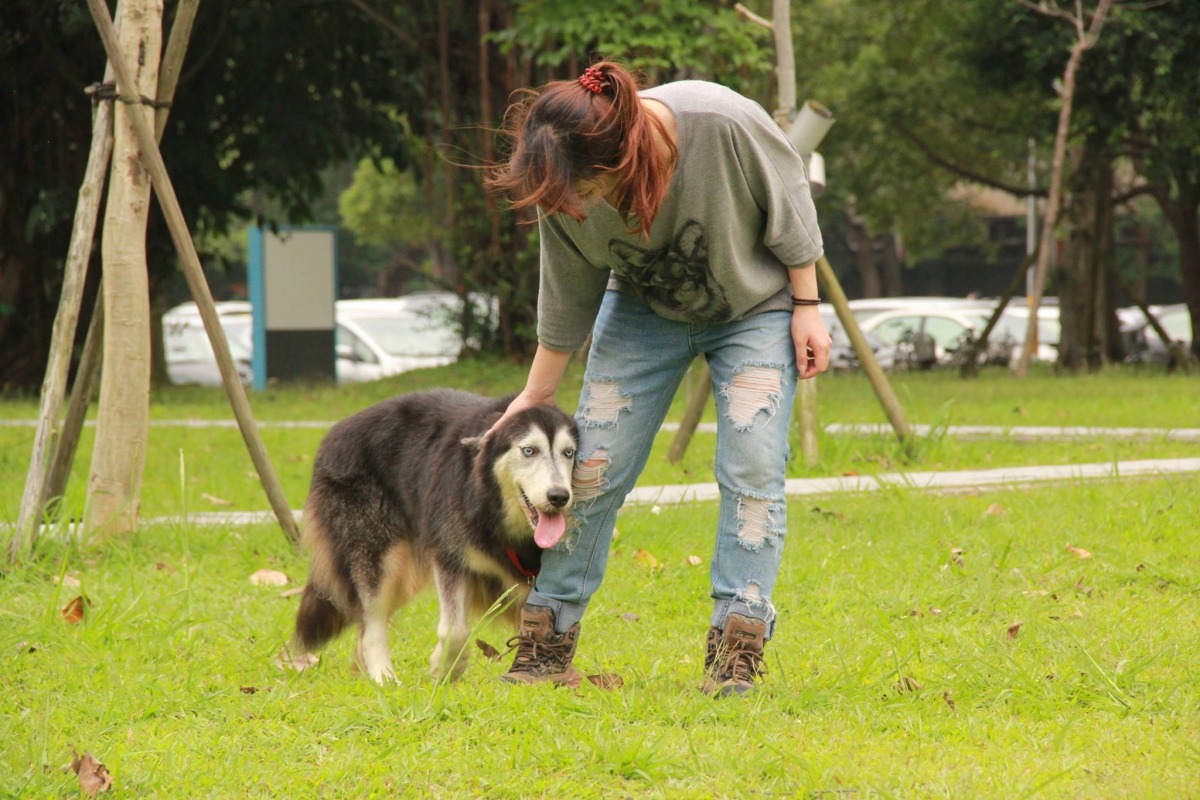 Coral自從領養了自己的哈士奇「大樂」後,希望告訴大家領養來的狗狗也能很乖巧,而這些狗狗在經過照顧之下也能變得相當漂亮!圖為Coral救援的狗狗「茉莉」,正在找家中! Coral/提供