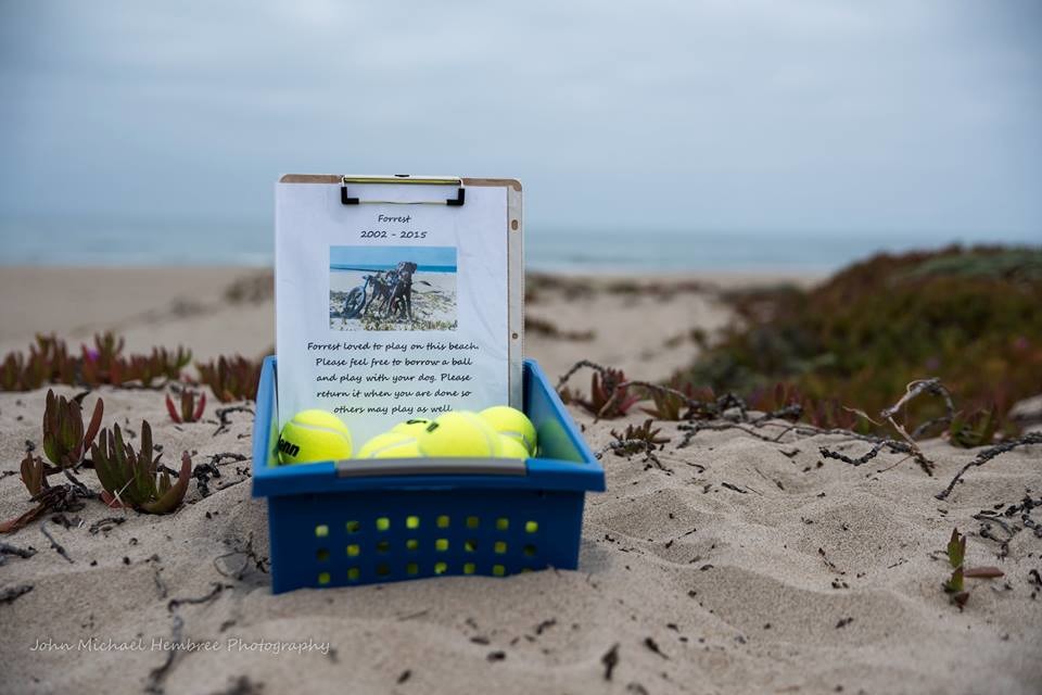 幾顆網球、一隻永不放棄的狗、一段感人的故事。　取自Run, Forrest, Run