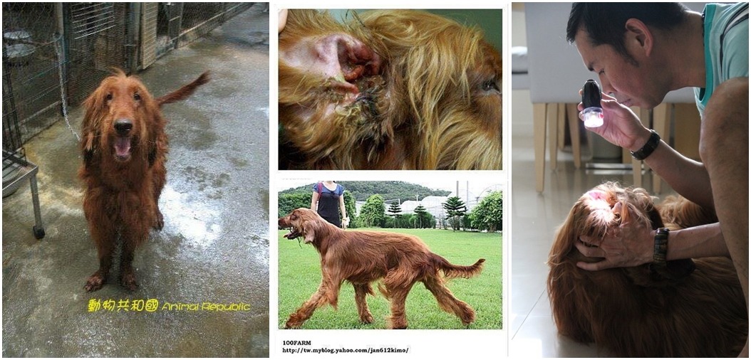 馬克一開始生活在狗場,患有綠膿桿菌性耳炎,連續5年馬妞拔都要天天替馬克點藥,還好目前手術後不需要在天天洗耳。 (左圖)馬克麻提供、(中圖上下)取自100號牧場、(右圖)取自我是馬克我是馬妞大家好