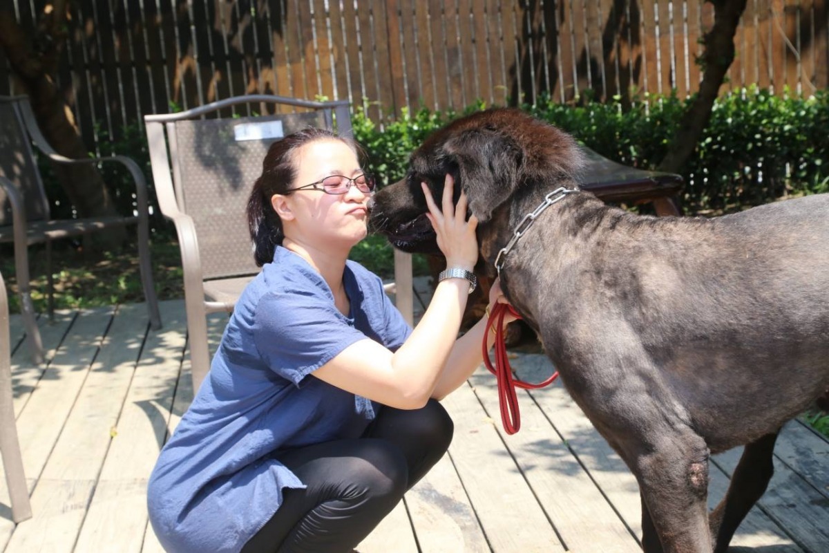 周椀棋自掏腰包每天買2斤新鮮牛肉餵大摳ㄟ，藉由食物和凶猛的大摳ㄟ培養感情。　新北動保處/提供