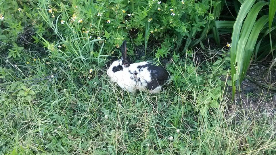 在望安被發現的棄兔，郭守庭說，流浪兔若是長毛的，很容易因為下雨、沾到泥巴而打結，嚴重會造成皮膚潰爛、長蟲等等。　愛兔協會提供