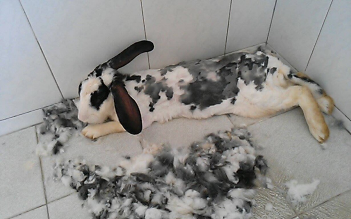 「大隊接力」在澎湖兔友家剃掉了毛，體型看得出偏瘦。　愛兔協會/提供