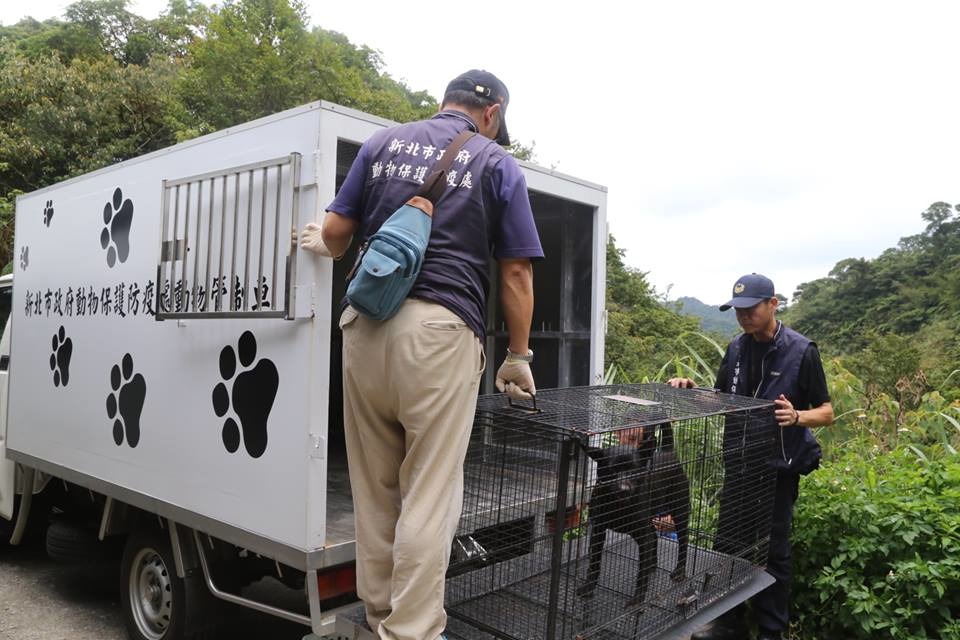 新北市動保處在颱風來之前就進行動物之家淹水的撤離演練。 新北市動保處/提供