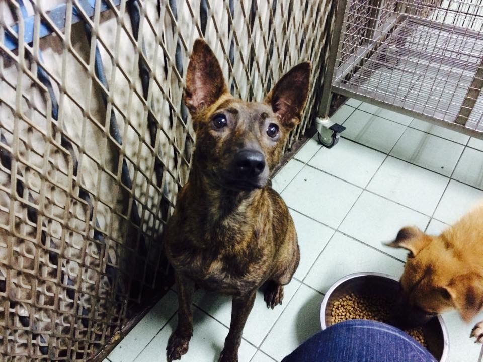 今年有許多縣市公立收容所提前實施零安樂死,究竟成效如何?一起從上半年度的資訊一探究竟。圖為嘉義市收容所。 盧思岑/提供