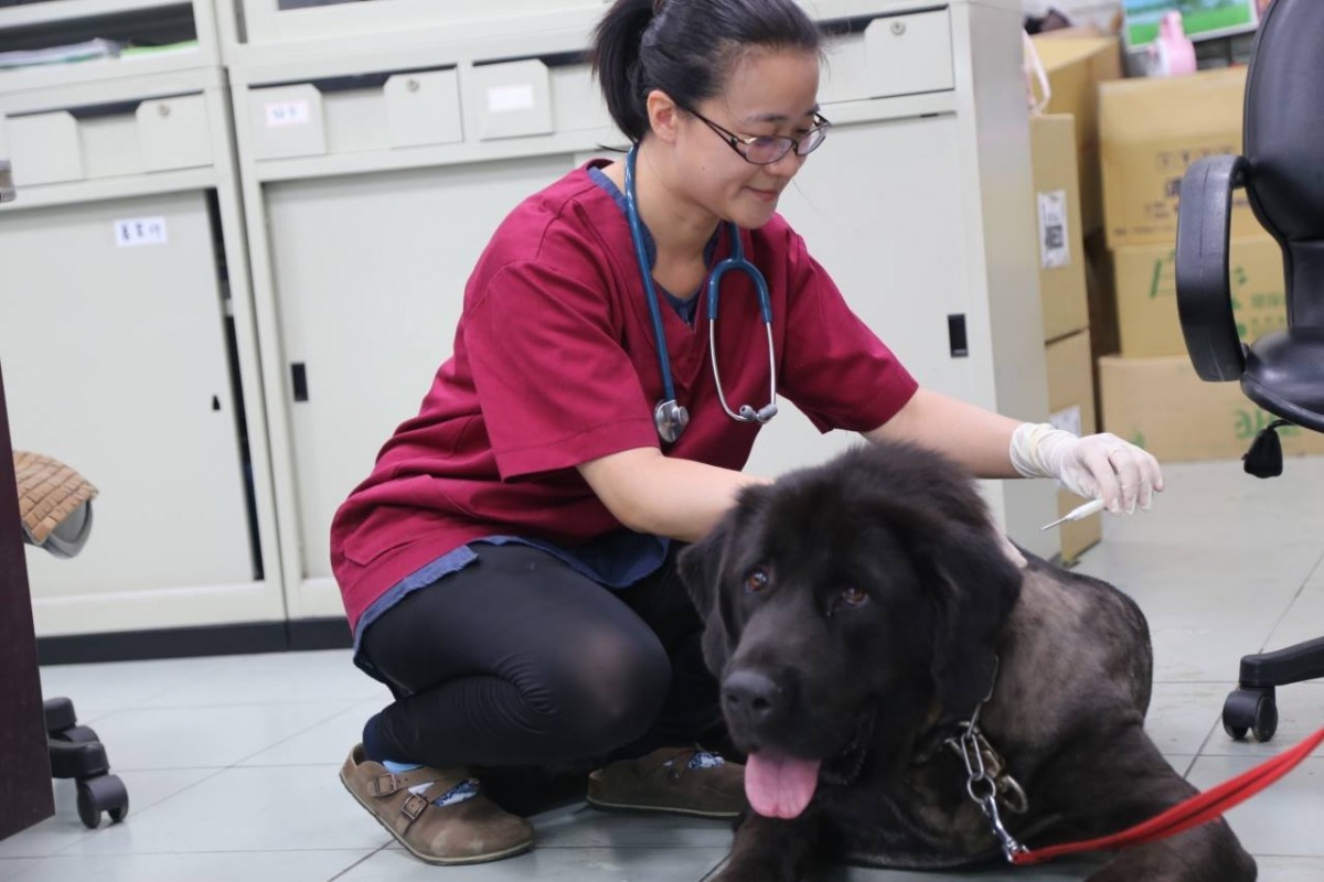 周椀棋有辦法親近大摳ㄟ，甚至是替牠動絕育手術、換藥等等。　新北動保處/提供