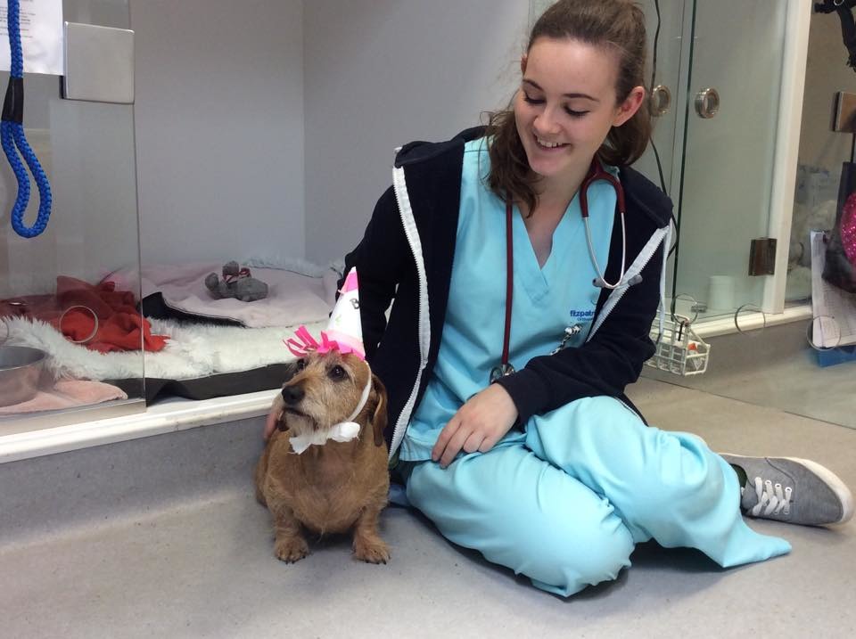 獸醫院裡的動物護士們對病患照顧有加，另外病房也設計得像住家環境一般舒適。　取自Fitzpatrick Referrals臉書