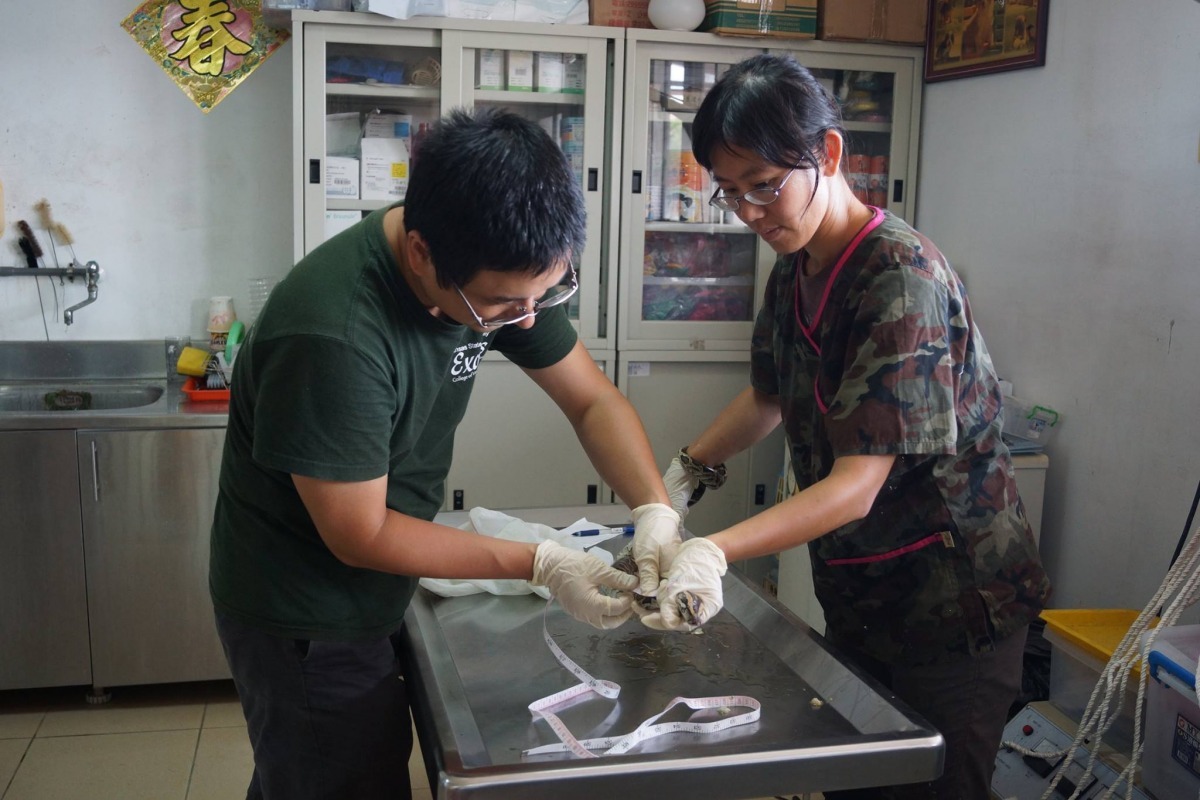 協會也會協助縣政府處理緬甸蟒,讓獸醫師檢查身體狀況、植入晶片等。 歐陽夢澍/提供