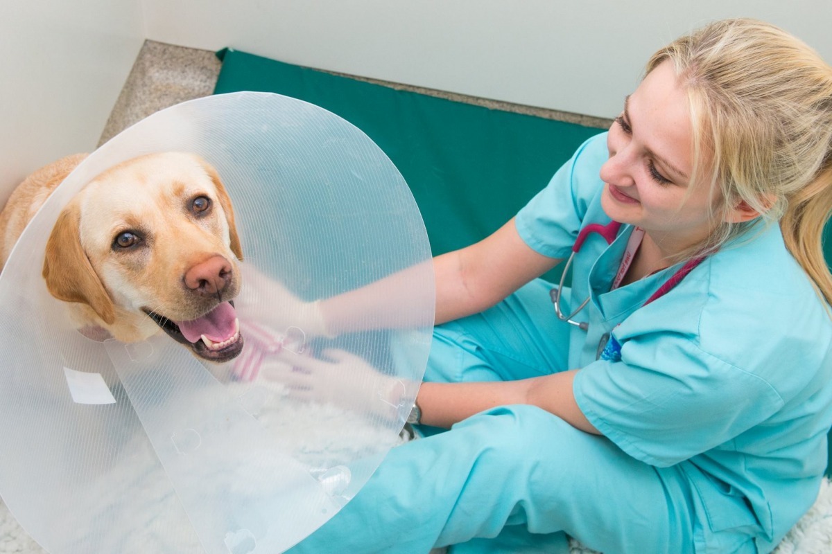 知名獸醫兼電視節目主持人菲茨帕特里克2005年成立Fitzpatrick Referrals獸醫院，在十週年時又開設另一家專攻腫瘤的醫院。　取自Fitzpatrick Referrals臉書