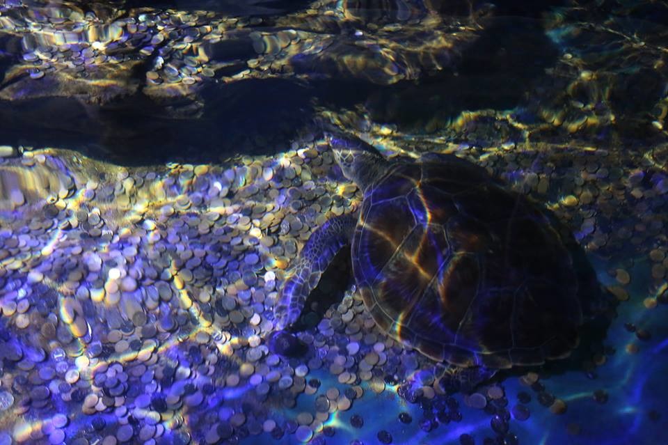 海龜生活的池水因為浸泡著錢幣，因此散發出異味。　　取自CCTVNews