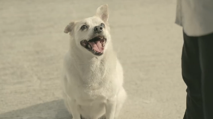 泰國的銀行廣告中,男子給了狗狗一串貢丸,沒想到狗狗為他帶來的更多! 翻攝自影片
