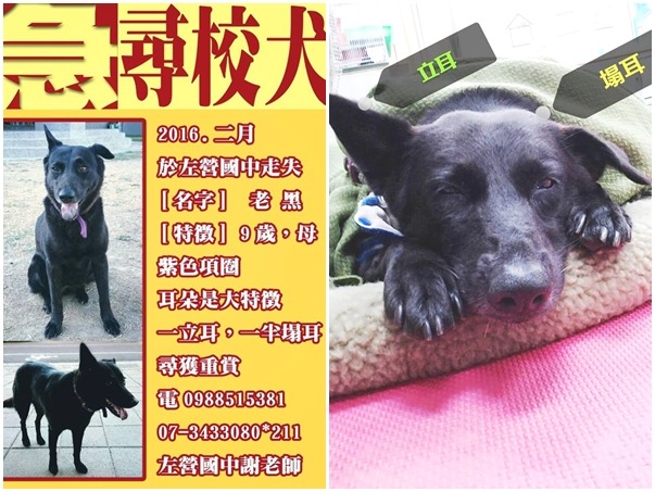 資歷比歷任校長還久的左營國中校犬「老黑」，於過年期間走失，希望大家幫忙一起尋找。　取自左營國中交通安全你我他