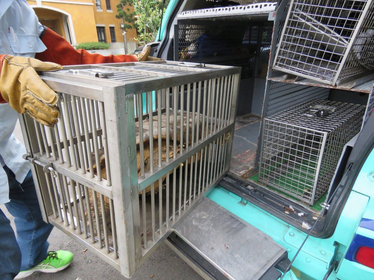 大鱷龜馬上被台北市動物保護處的動物救援隊帶回安置。　林思民/提供