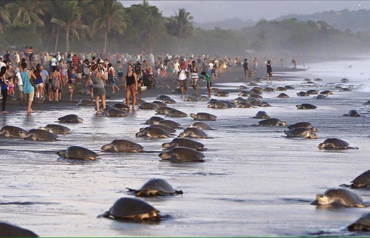 有些海龜看見岸上空間擁擠，就選擇回到大海而不下蛋，造成海龜數量逐年降低。  取自SITRAMINAE-Sindicato de Trabajadores de MINAE