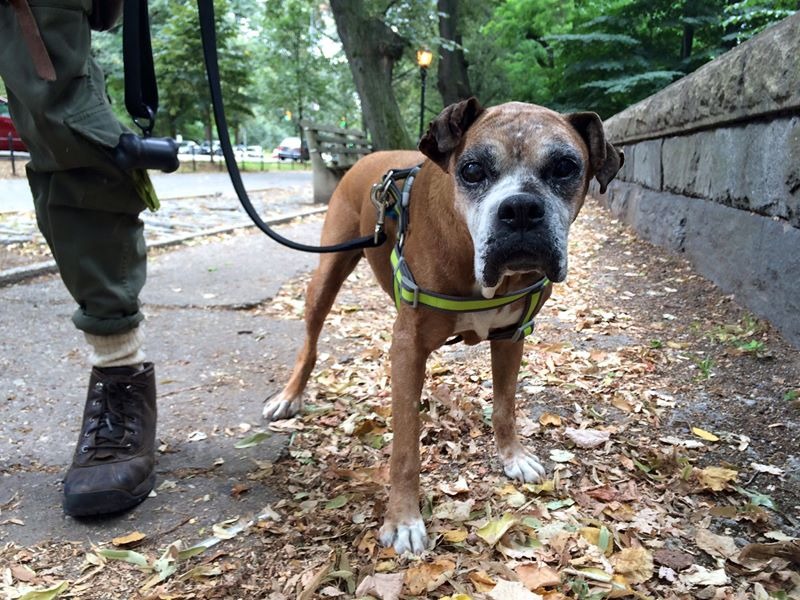 事實上，當天科斯特洛正在遛的狗，也是大有來頭的狗狗，名叫Journey的牠已經高齡16歲，曾罹患腫瘤、一隻眼睛瞎了、而且聽不見，這樣的牠在兩年前被現在的飼主領養，因為飼主認為他需要特殊的醫療照顧。　取自Susie's Senior Dogs