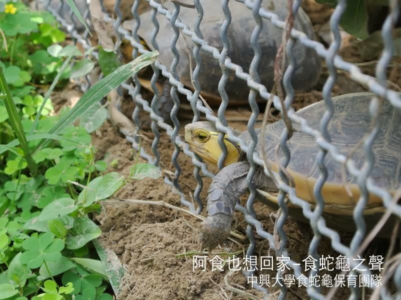 收容中心的食蛇龜無法向在野外生存時擁有足夠的棲息地，希望野外的食蛇龜不會再被抓、收容的才能有機會回歸野外！　食蛇龜保育團隊/提供