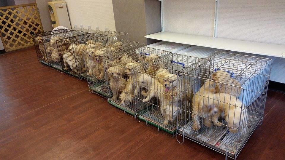 原本計畫僅2場北部送養會，目前將在台中、高雄加場。　取自照生會臉書