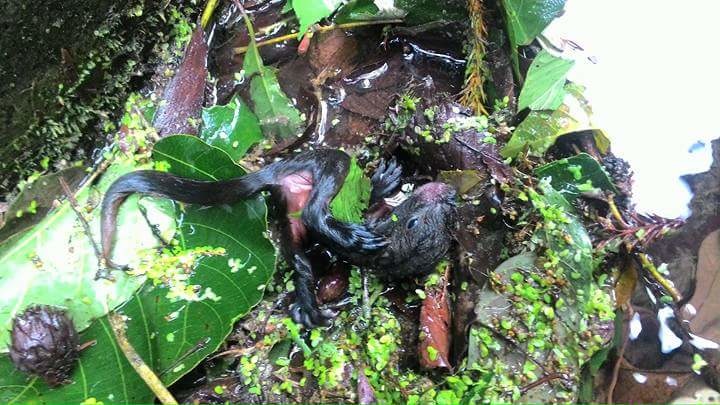 被民眾拍下的神秘生物，究竟是不是在台灣本島消失已久的水獺？　拍攝者/提供