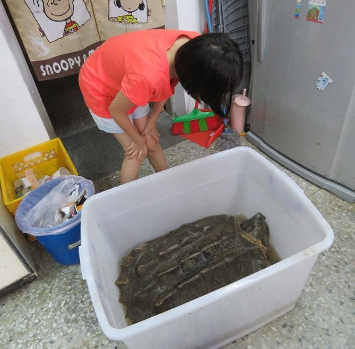 被發現的鱷龜體型相當大，估計待在吳郭魚多的小支流中好長一段時間，在颱風天被人發現。　林思民/提供