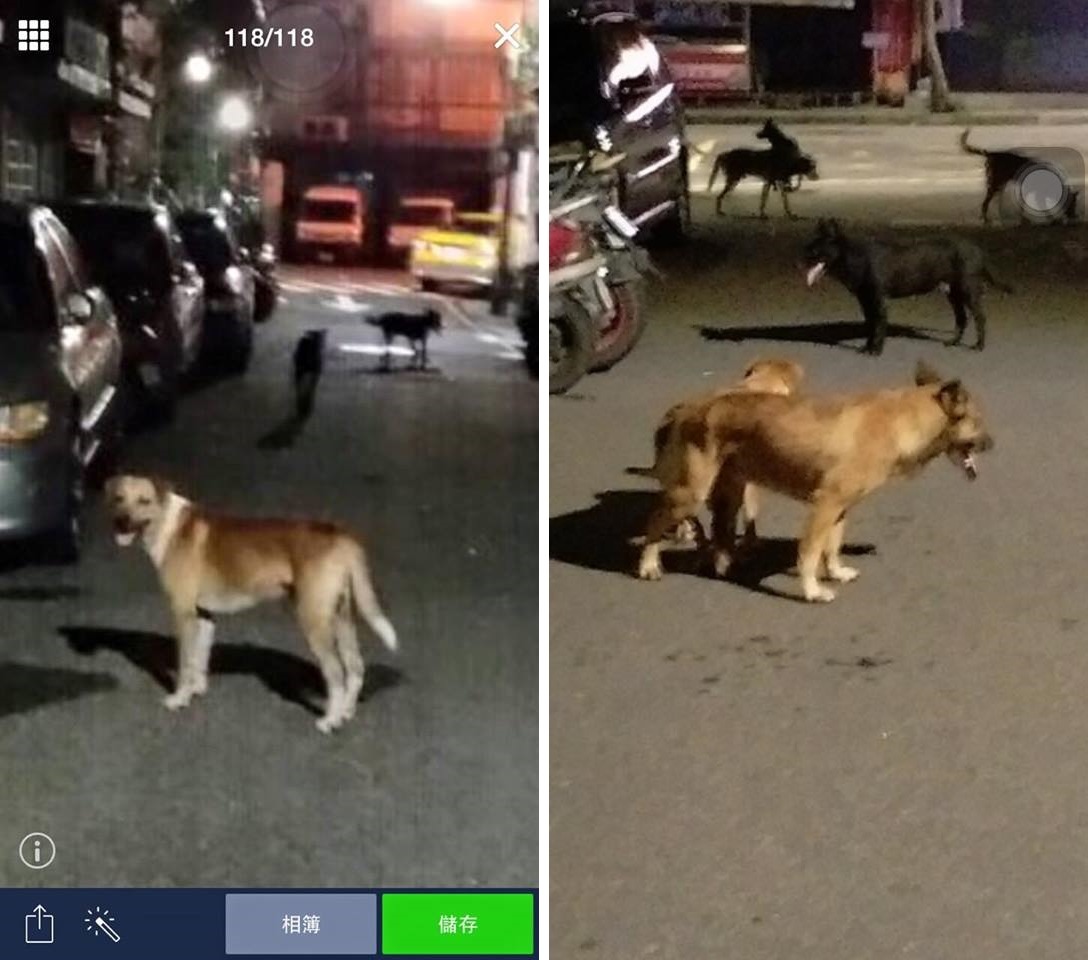 目擊的志工會拍下疑似攻擊貓咪犬隻的特徵，而動保處也是依據監視器將嫌犯狗逮捕。　取自台北貓慘案 全民來報案