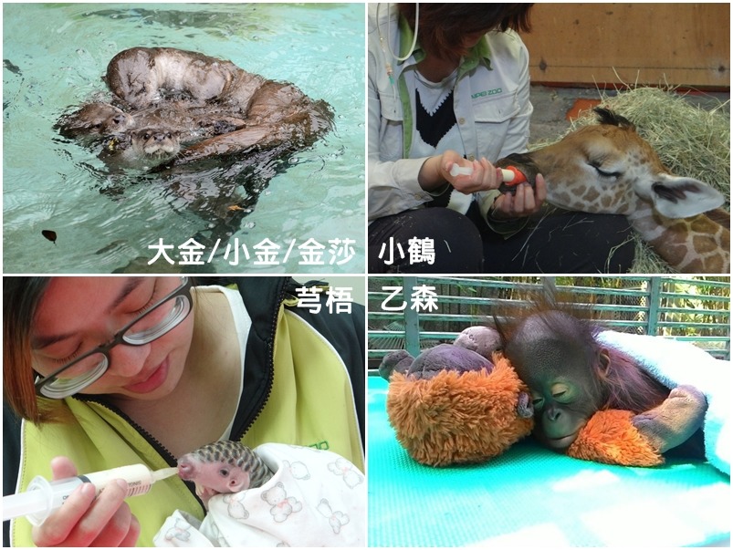 動物寶寶的媽媽們,都是辛辛苦苦的將寶寶拉拔長大,讓我們在母親節向偉大的母親致謝! 台北動物園/提供