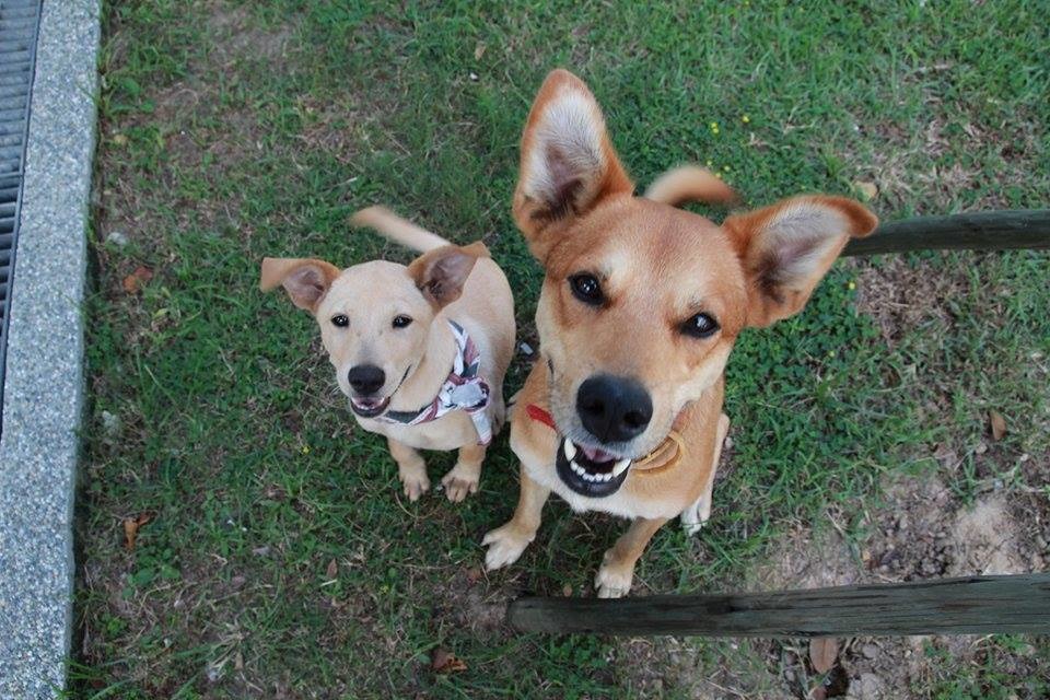 被動保處救援隊捕捉的家犬，左飛飛、右阿財，附近經營餐廳的鄰居都認識這兩隻狗。　莊先生/提供